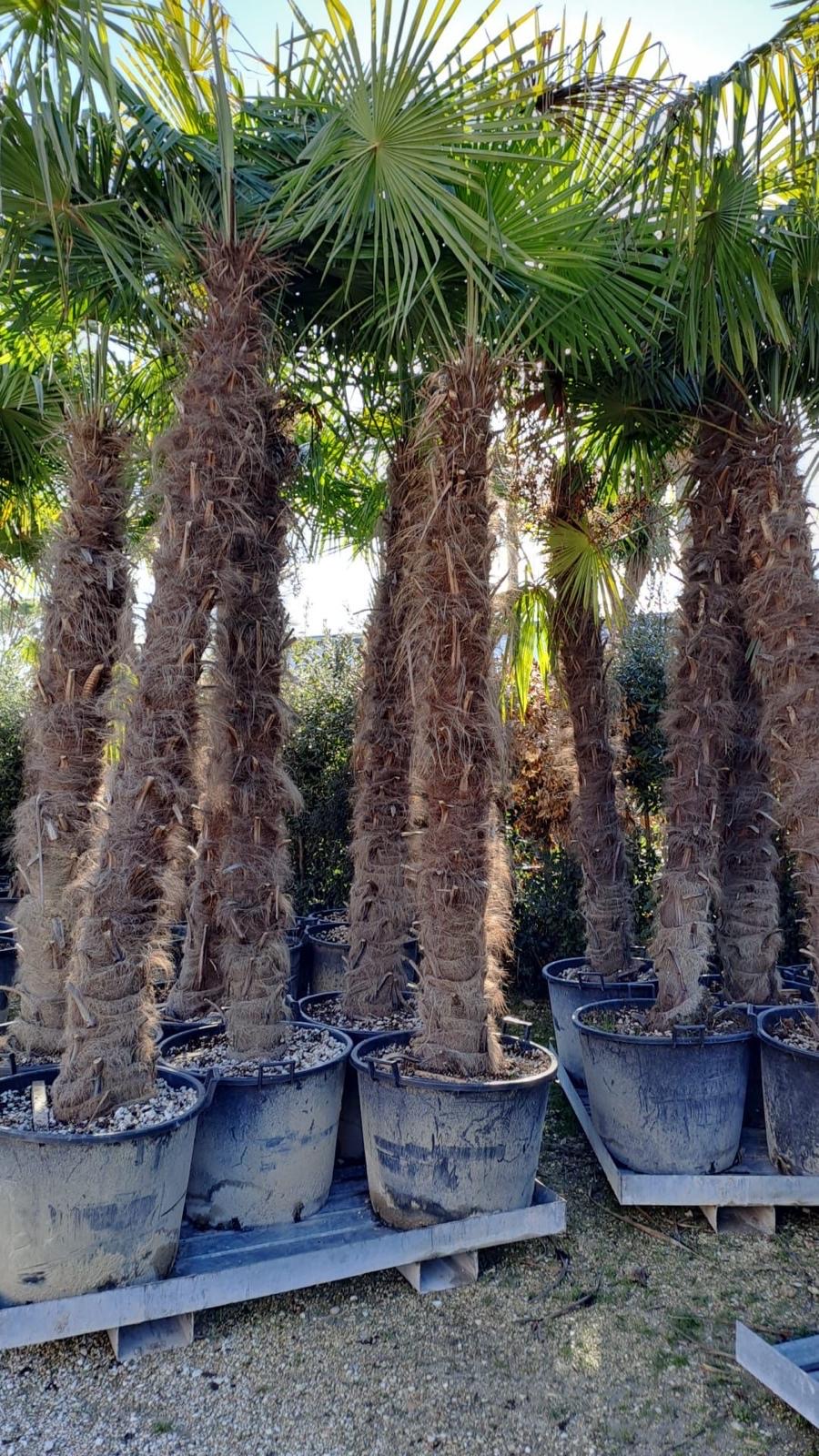 Trachycarpus fortuneii Stamm 220/250 cm - obrazek 2