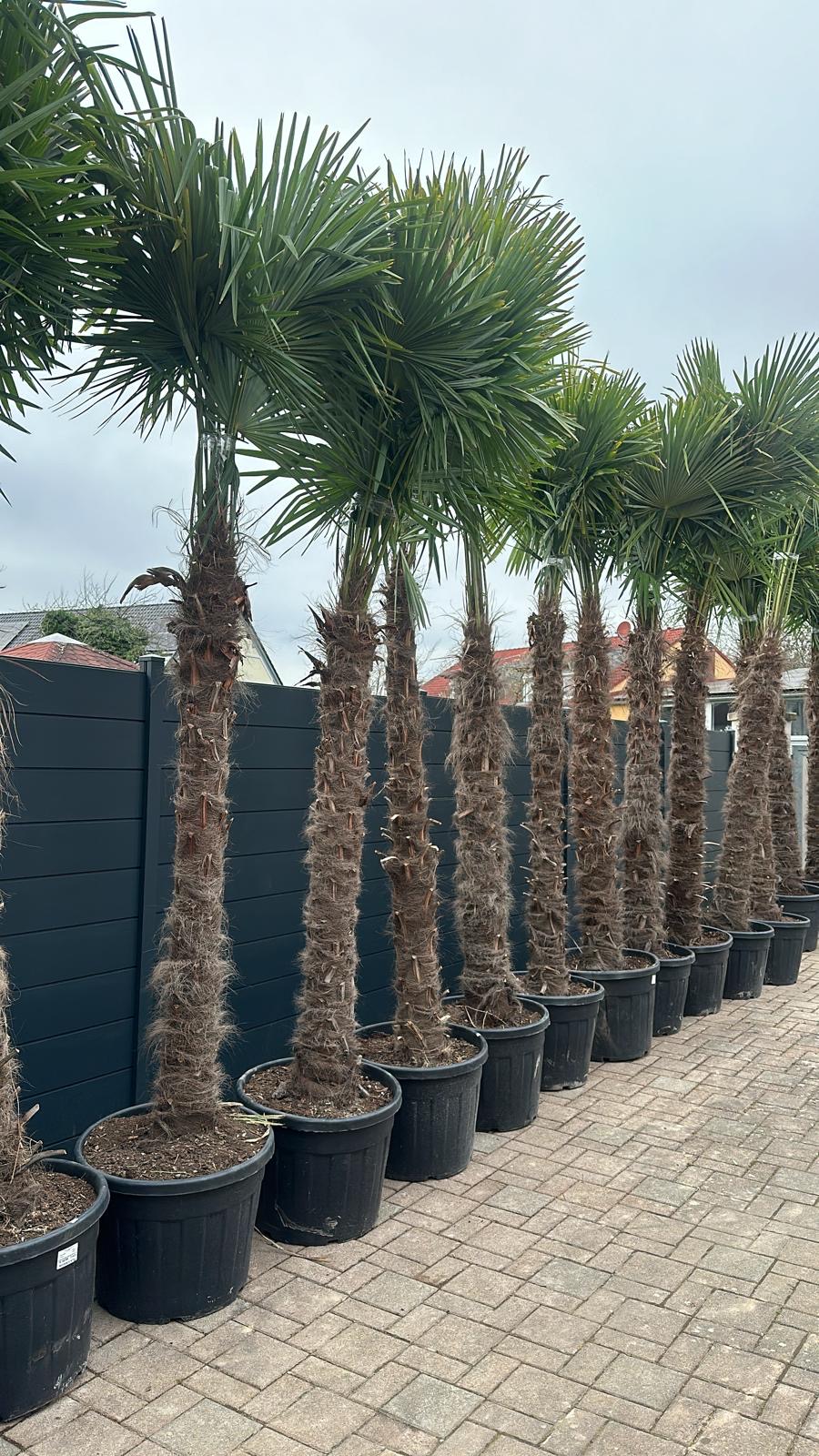 Trachycarpus fortuneii Stamm 220/250 cm - obrazek 3